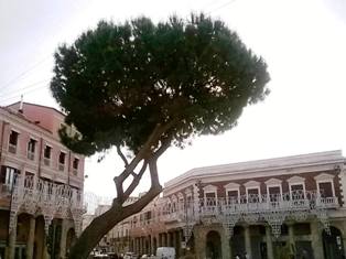 Il pino in piazza Pitagora