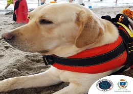 Cani da salvataggio