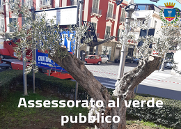 Uno degli ulivi messi a dimora in piazza della Resistenza