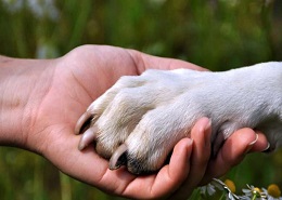 Proposta di regolamento per la tutela degli animali