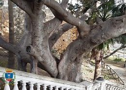 Il Ficus macrophilla