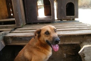 Cane ospitato c/o canile municipale