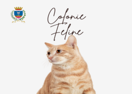 Colonie feline 