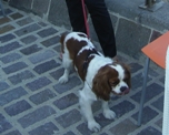 L'amore per i cani non va in vacanza