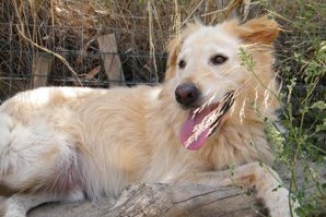 Cane ospitato c/o canile municipale
