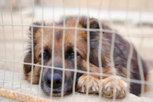 Cane ospitato c/o canile municipale