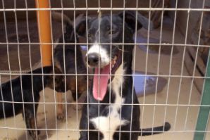 Cane ospitato c/o canile municipale