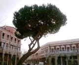 Il pino in piazza Pitagora