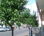 Gli aranci in Via Vittorio Veneto